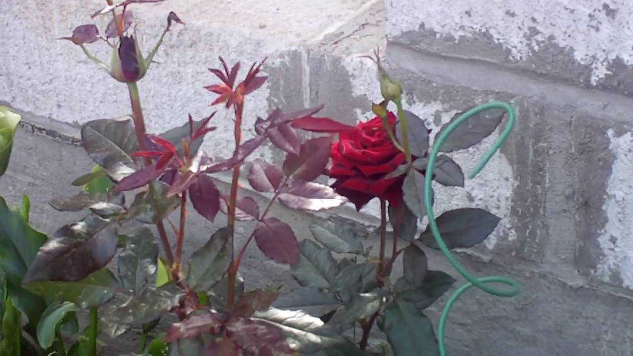 Сорта пионовидных роз: выращивание и уход в открытом грунте