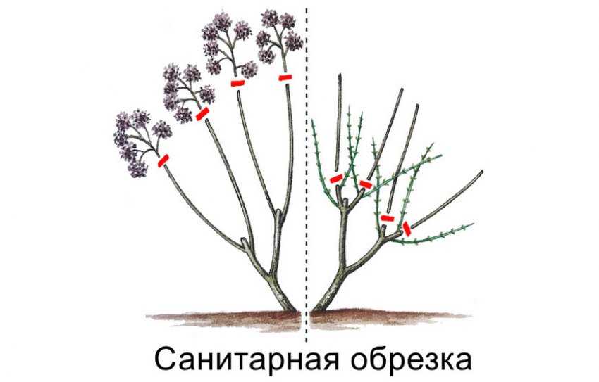 Схема обрезки калины бульденеж