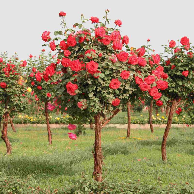 Дерево-роза — что это за разновидность, достоинства и недостатки, наиболее подходящие сорта для формирования древовидной формы Особенности выращивания штамбового цветка, как правильно ухаживать, правила формирования куста