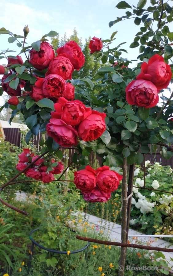 Роза флорентина: яркое украшение сада