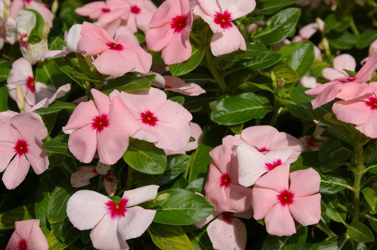 Катарантус: секреты выращивания розового барвинка через рассаду