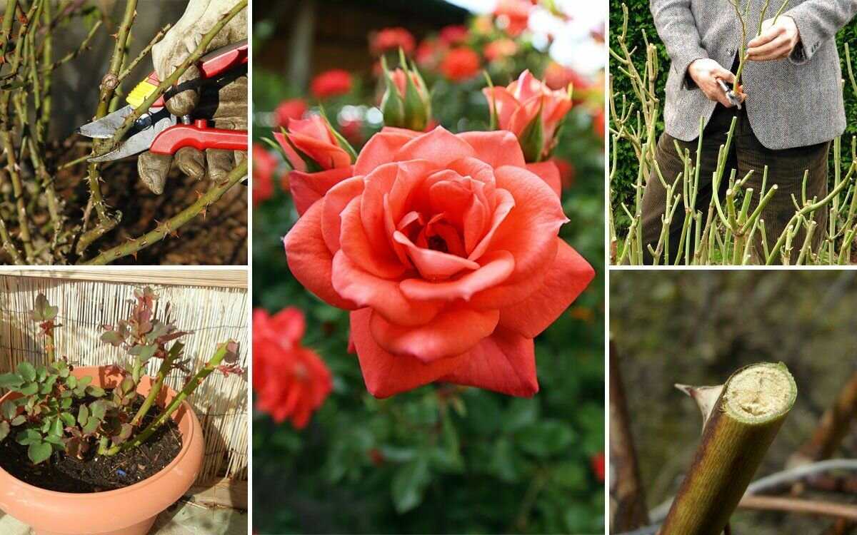 Что такое полиантовые розы: сорта, уход, посадка и отзывы