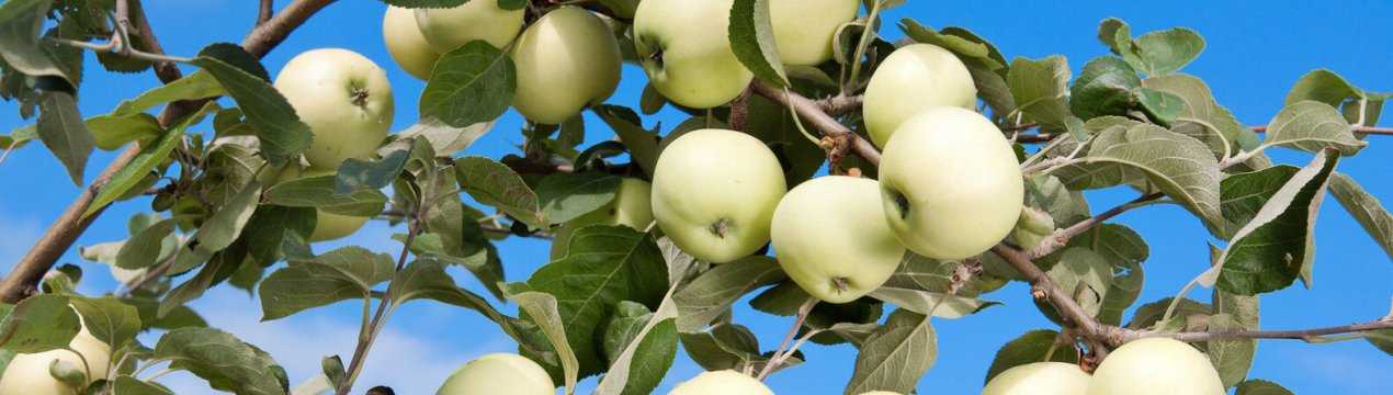 Всеми любимые яблони белый налив: описание сорта и его особенности