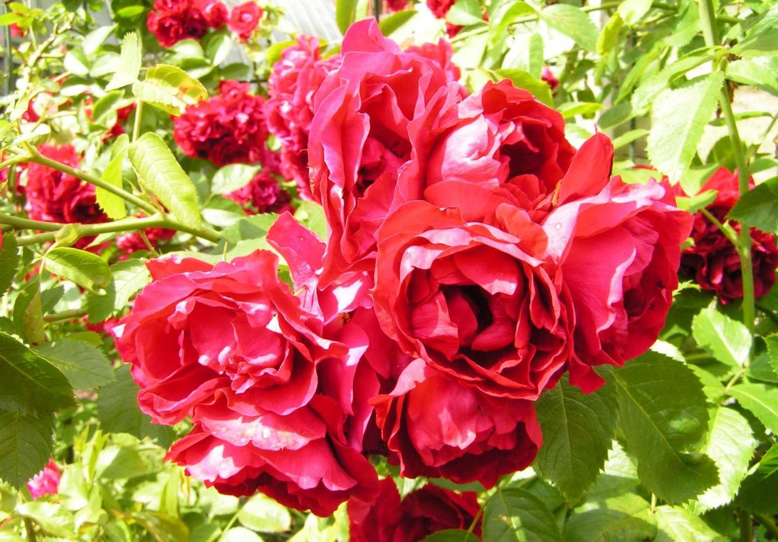 Описание розы фламментанц: когда сажать плетистый сорт, болезни и вредители