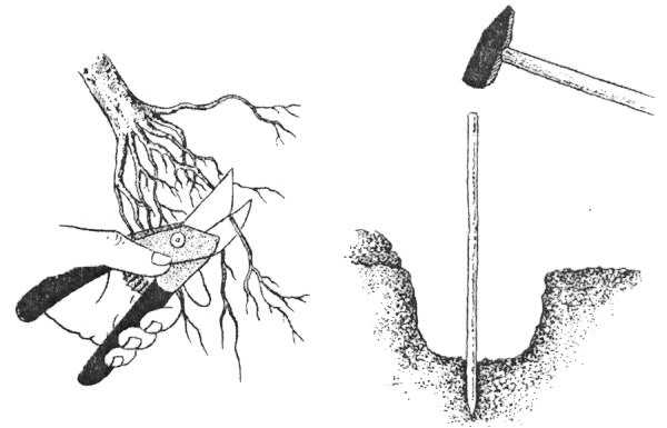 6 основных способов как размножить грушу: семенами и вегетативными частями