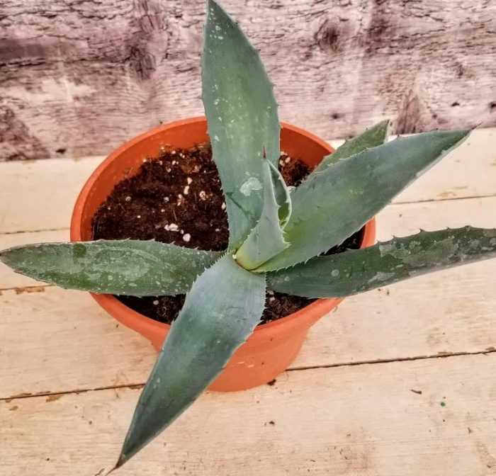 Растение агава (agave): описание рода, как выращивать суккулент