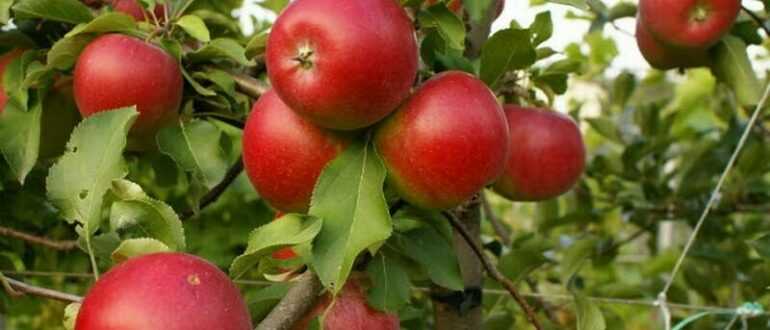 Яблоня фуджи: особенности сорта и ухода