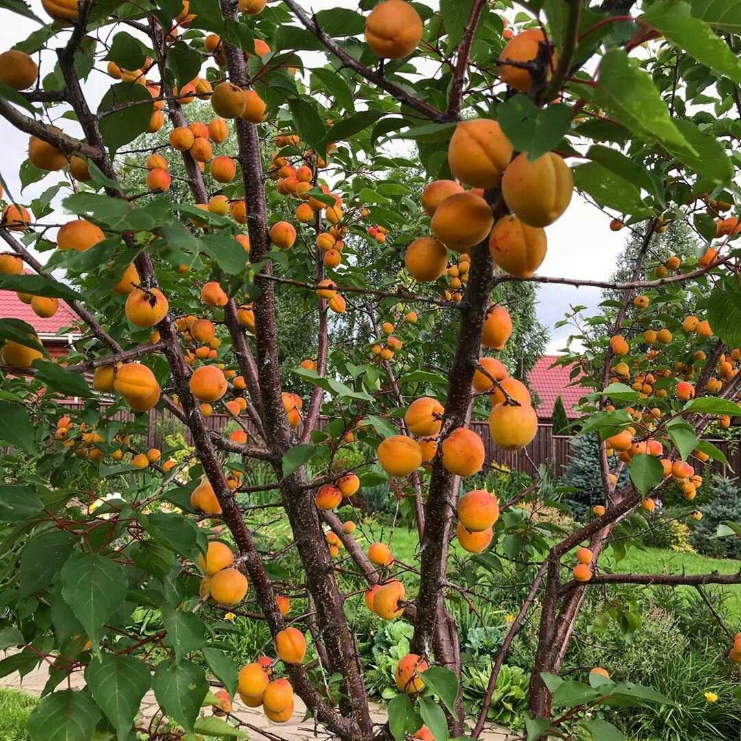 Абрикос — солнечный фрукт. выращивание. уход — ботаничка.ru
