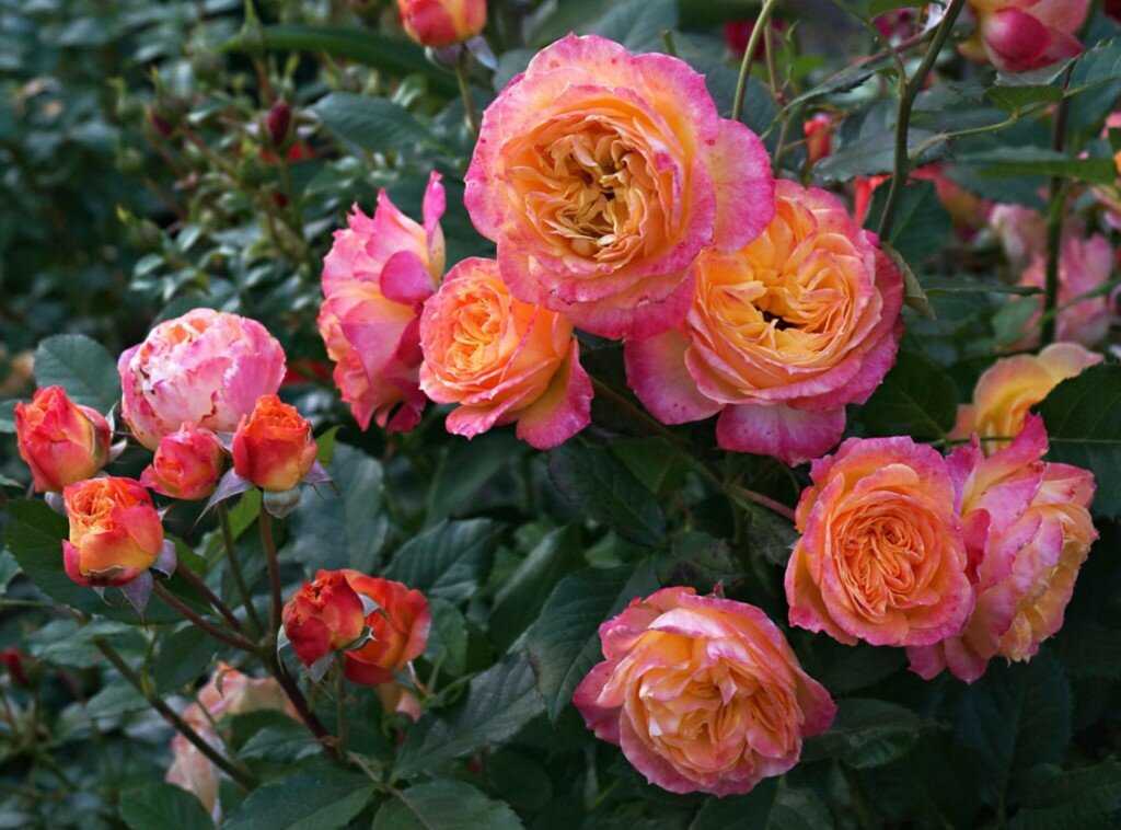 Плетистые розы кордес — описание, лучшие сорта, уход