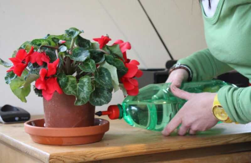 Подготовка комнатных растений к зиме: подкормка, полив, уход
