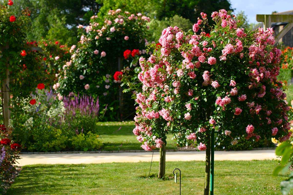 Пионовидные розы: лучшие сорта, фото, описание