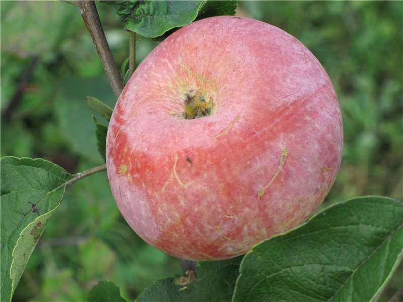 Яблоня пепин шафранный: особенности сорта и ухода