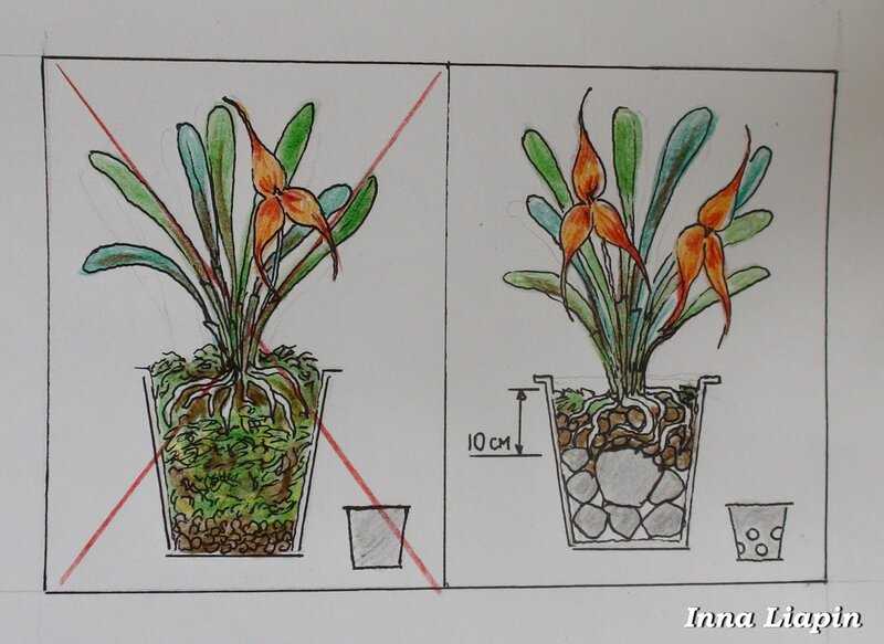 Как правильно посадить орхидею в домашних условиях