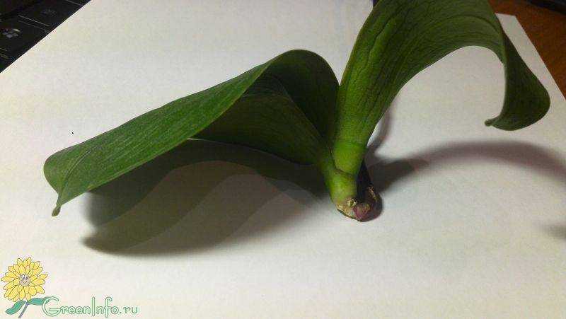 У орхидеи вянут листья: причины, что делать