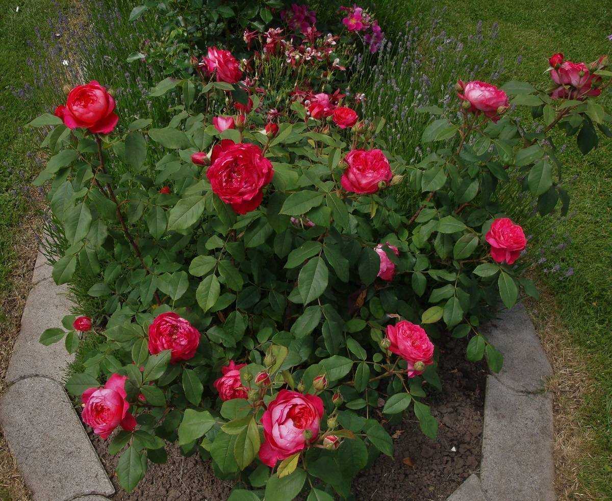 Как сажать и выращивать розы дэвида остина