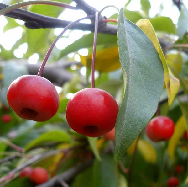 Яблони для сибири: сорта с фото и описанием