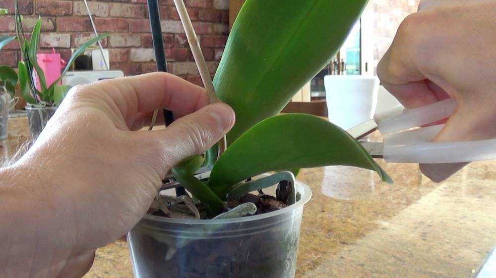 Как обрезать орхидею – после цветения в домашних условиях