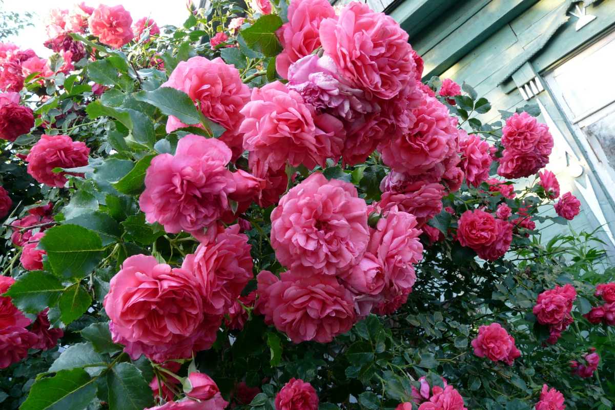 Роза розариум ютерзен (rosarium uetersen). описание сорта, выращивание и уход. фото