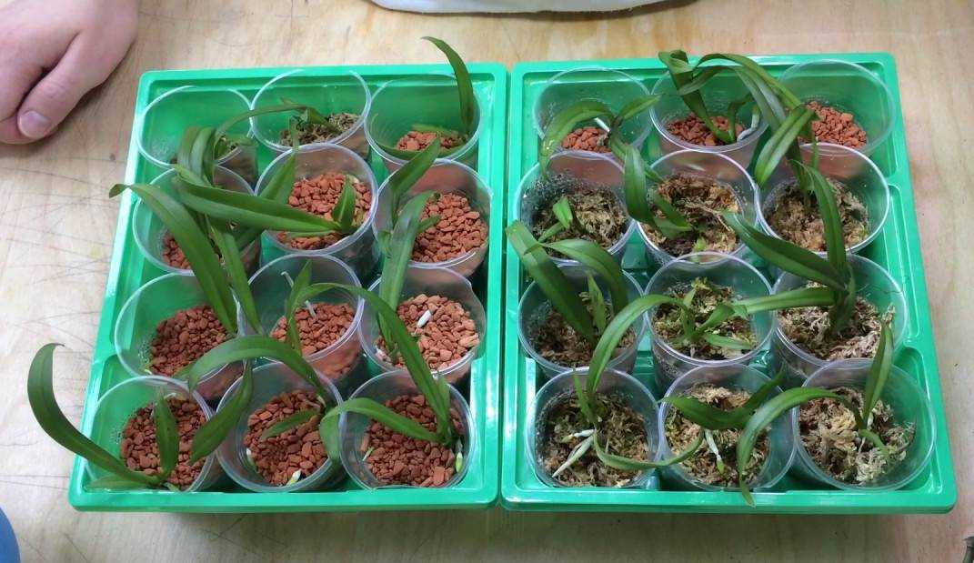 Как можно вырастить орхидею самостоятельно дома из семян Процесс подготовки субстрата и посевного материала Схема посева, ухода и пересадки в горшок