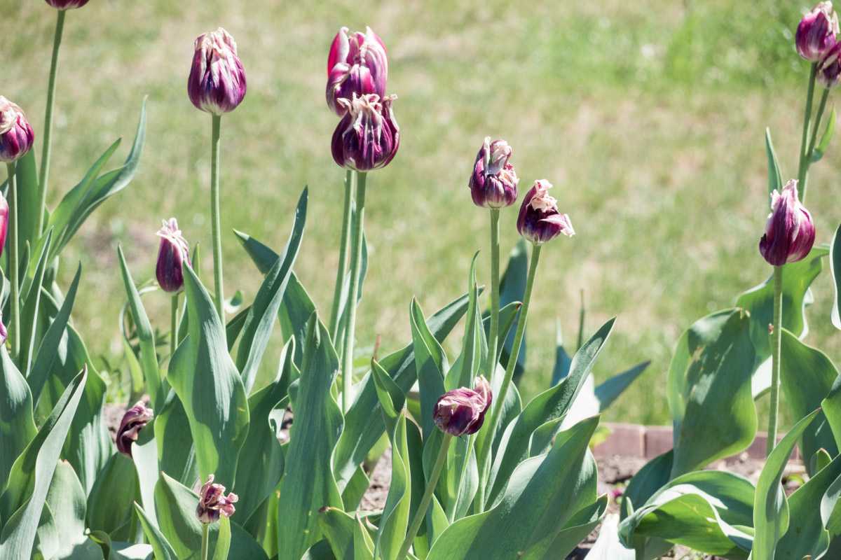 Пересадка тюльпанов весной и осенью, хранение луковиц и подготовка почвы