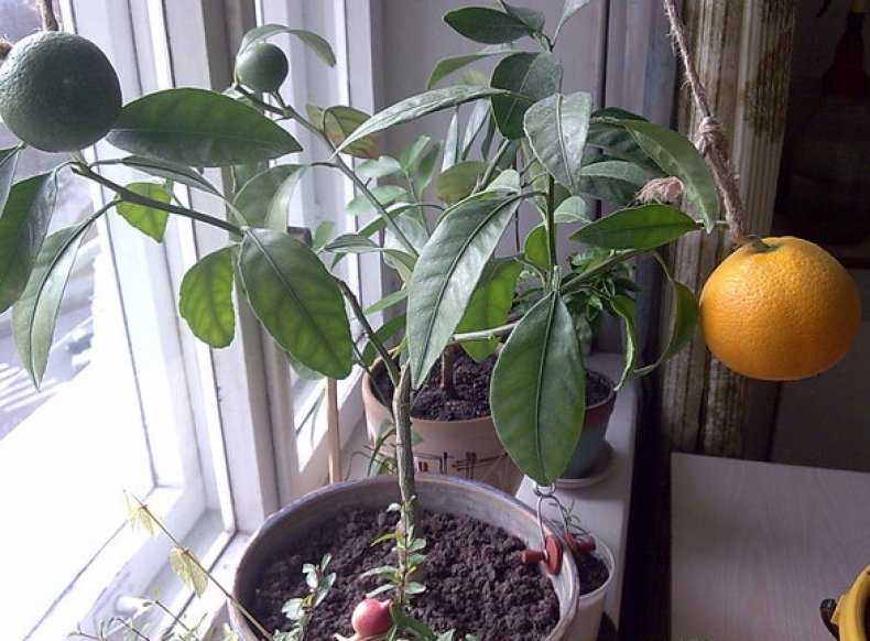Как вырастить мандарин из косточки в домашних условиях, инструкция по выращиванию дома
