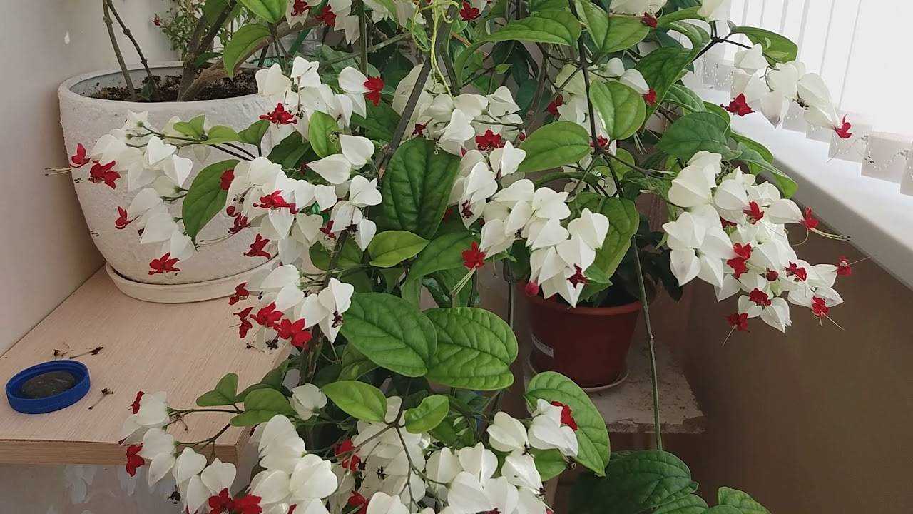 Почему не цветет клеродендрум в домашних условиях и как заставить его цвести