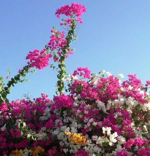 Цветок бугенвиллия: выращивание и уход в домашних условиях, фото