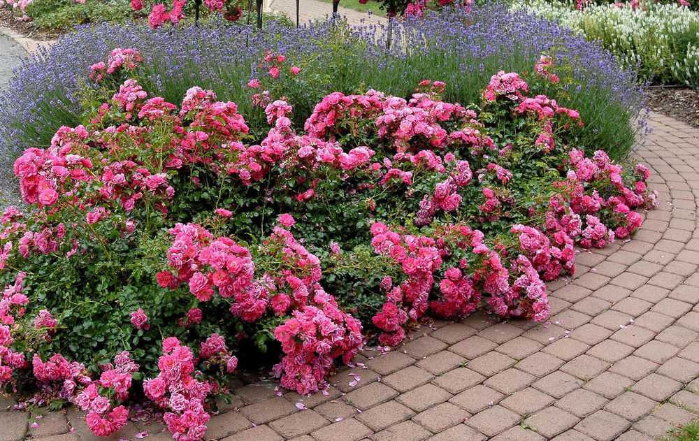 Почвопокровная роза «фейри»: описание, выращивание