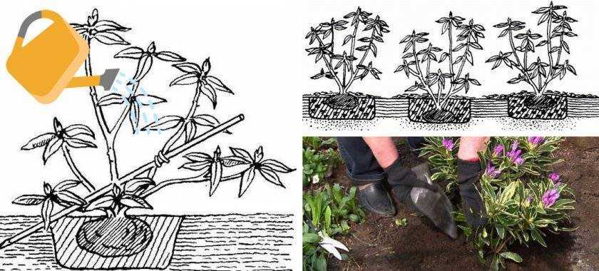 Подкормка рододендронов во время и после цветения: какие удобрения выбрать, сроки, дозировки