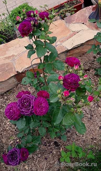 Роза мелкоцветковая кустовая посадка и уход