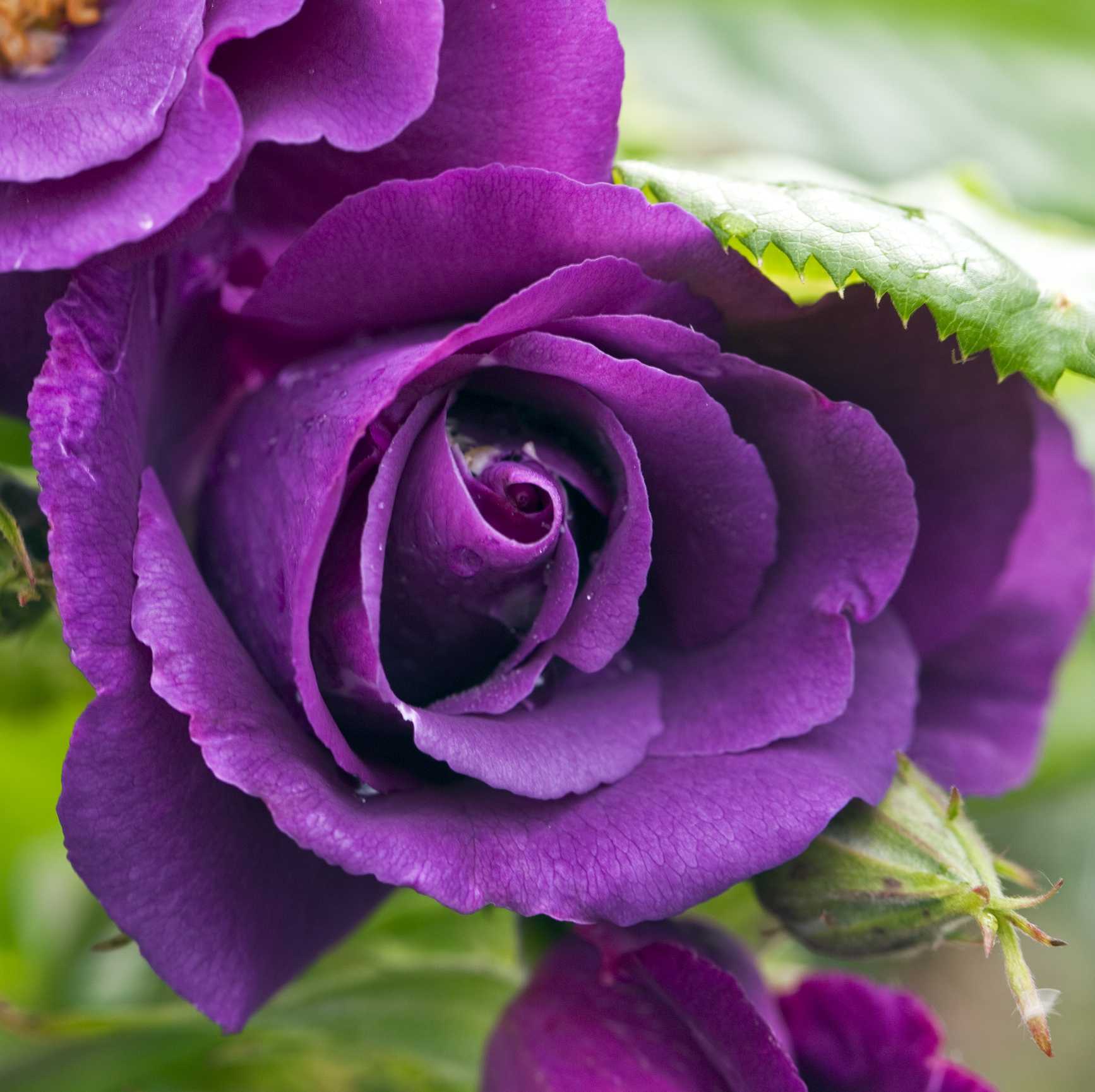 Роза Перенниал Блю Perennial Blue — описание сорта рамблера, как выглядит плетистый цветок Выращивание сортовой розы в саду, как выбрать место для посадки, секреты правильного ухода, размножения и обрезки