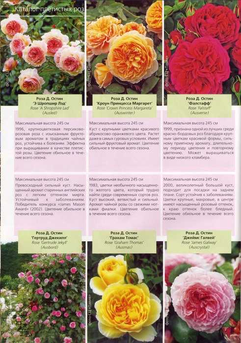 Плетистая роза: сорта, названия, описание с фото, размножение, пересадка, особенности ухода, использование и советы специалистов