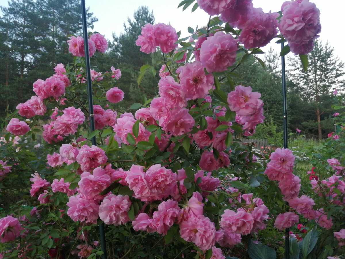 Канадский парковый сорт хоуп фо хьюманити: как сажать розу, особенности ухода