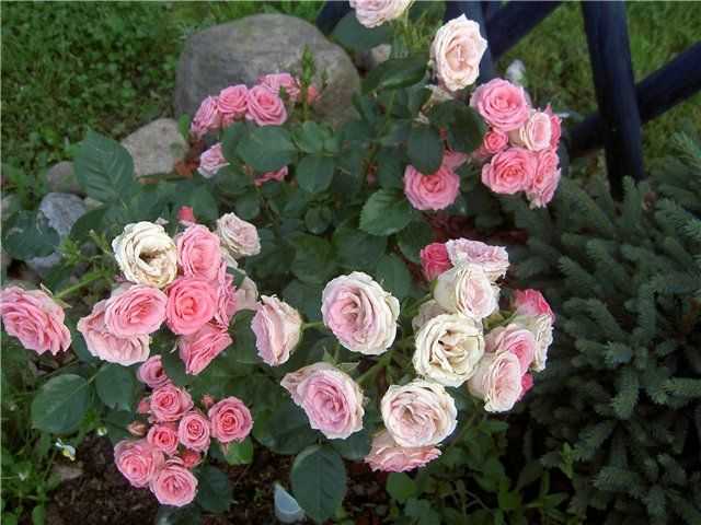 Senorita — нежная флорибунда серии rosen tantau