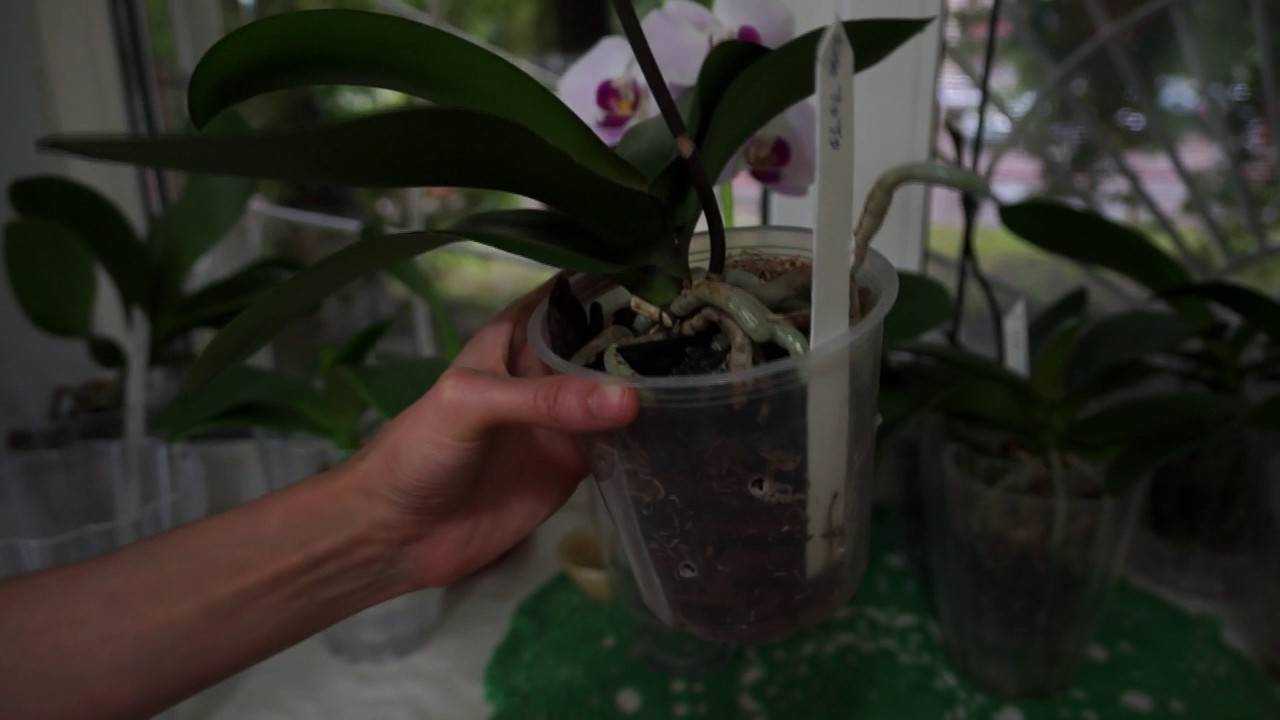 Как избавиться от мошки в орхидее в домашних условиях: простые способы