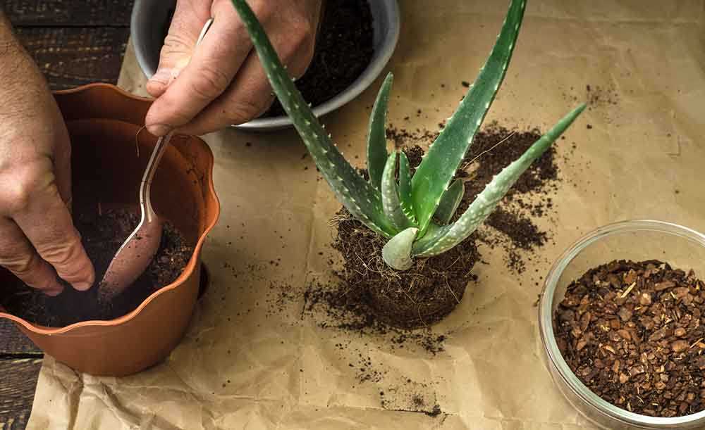 Как посадить алоэ в домашних условиях