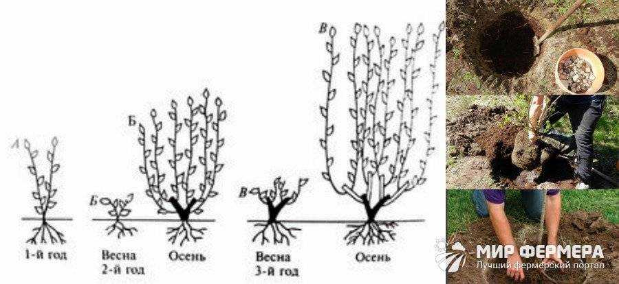 Спирея березолистная - фото и описание кустарника. сорта березолистной спиреи (spiraea betulifolia) - тор, вангутта, gold, pink