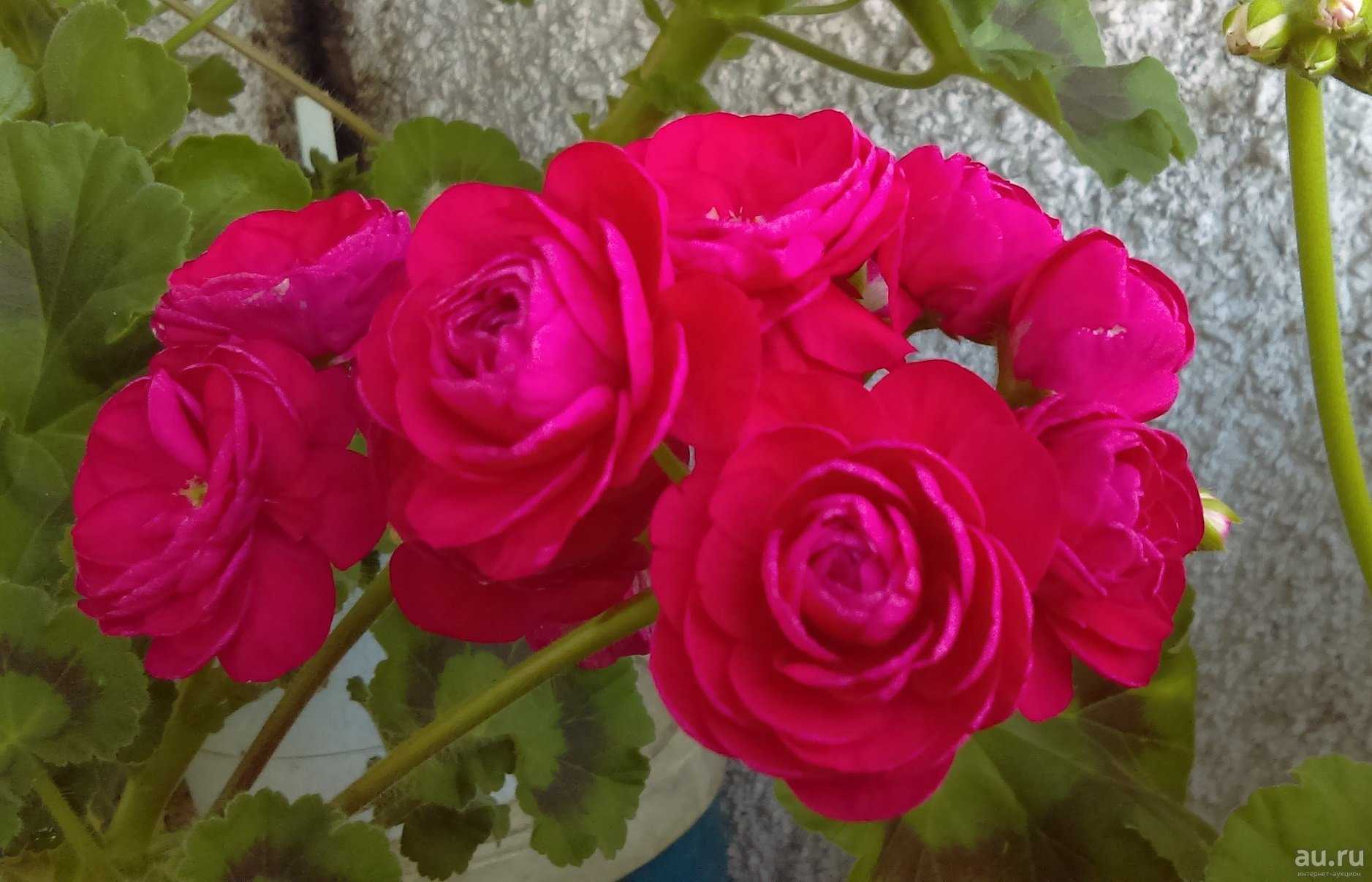 О пеларгонии pac viva rosita (пак вива розита): описание сорта, выращивание