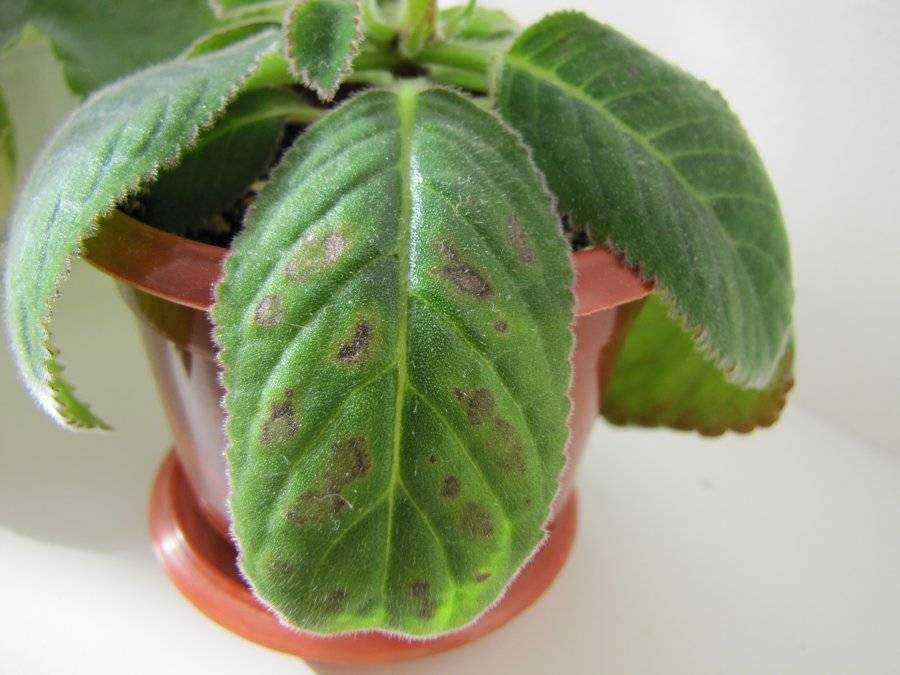 Почему у глоксинии на листьях коричневые пятна, сохнут и вянут: лечение болезней