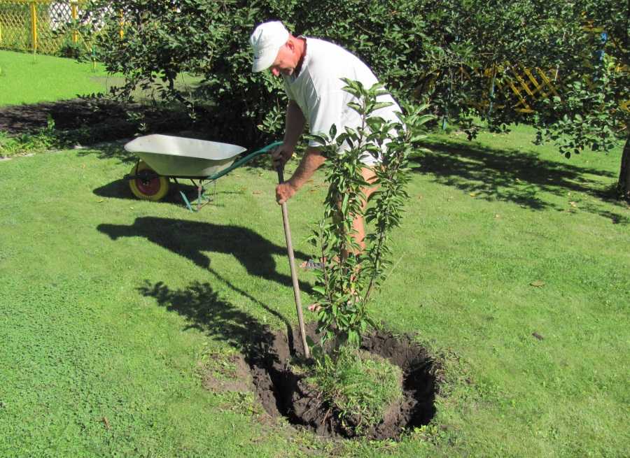 Как пересадить взрослую яблоню на новое место: особенности пересадки, в какое время года - сад и дача