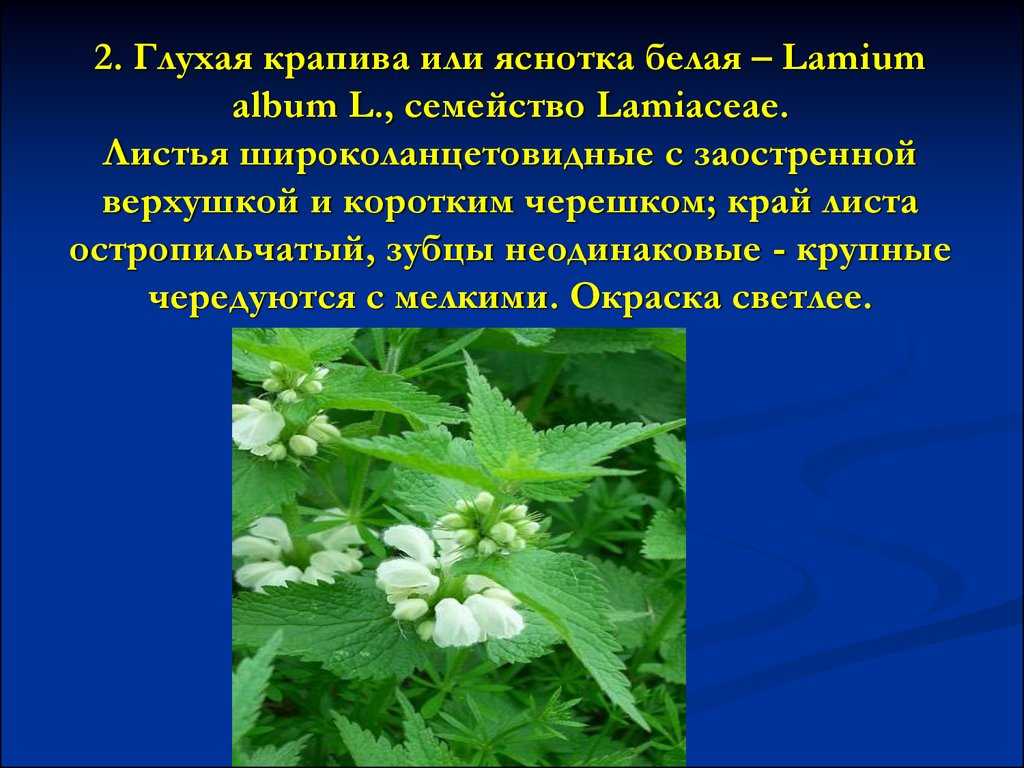 Яснотка крапчатая (пятнистая, lamium maculatum): описание растения, сортов, фото beacon silver