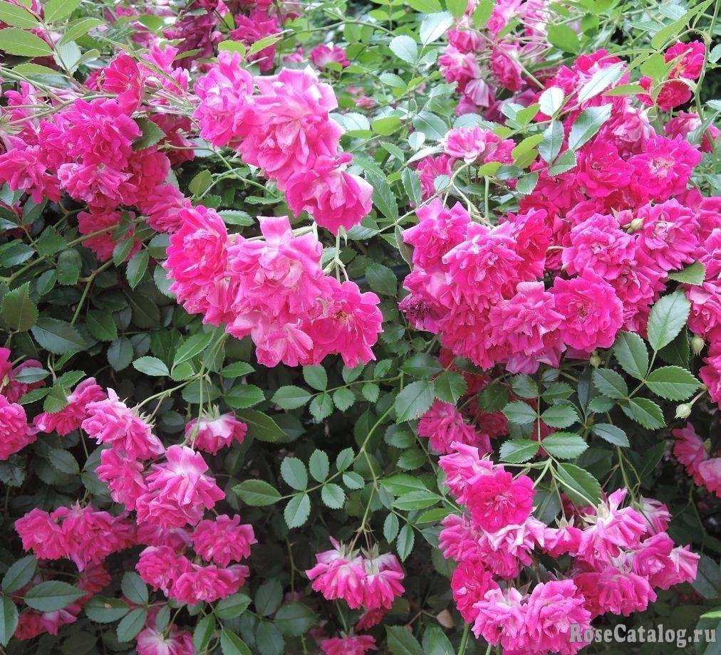 Сорта плетистой розы: топ-10 новых сортов плетистой розы | огородники