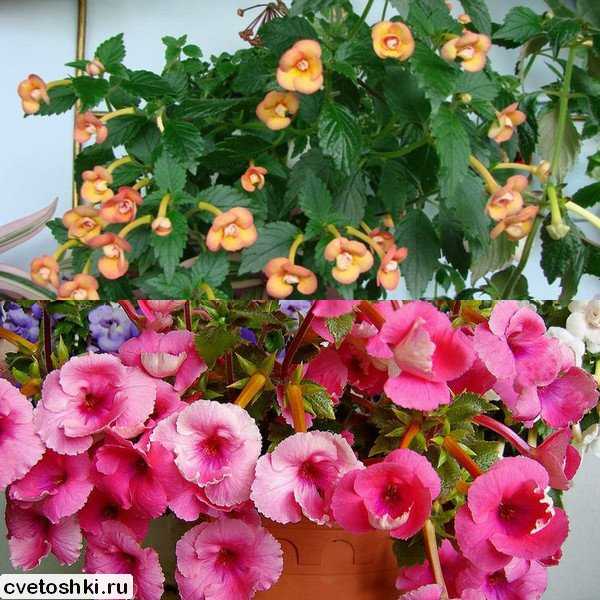 Цветы ахименесы - фото, выращивание и уход в домашних условиях