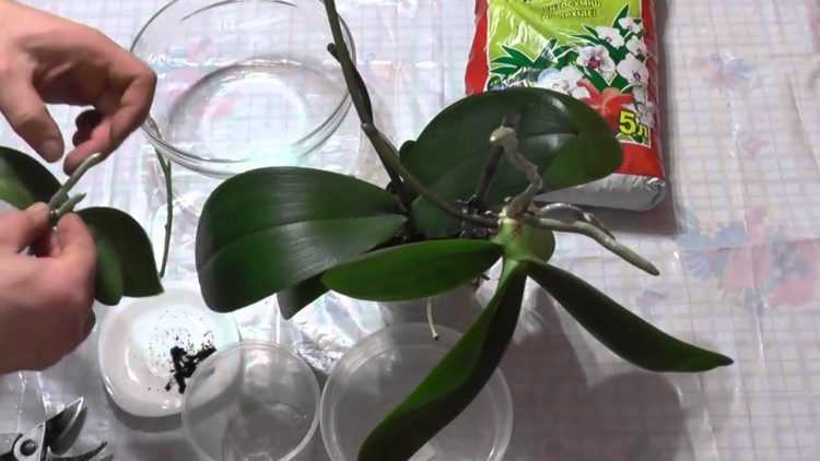 Как размножить орхидею в домашних условиях черенками, цветоносом, листом