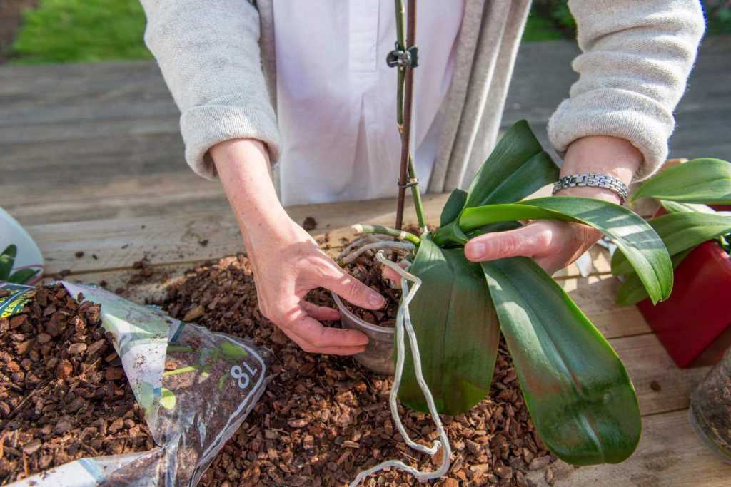 Как размножить орхидею в домашних условиях: как правильно разводить комнатные растения и как можно разделять фаленопсис, что делать со стрелкой, если орхидея отцвела, как пошагово вырасти цветонос из бокового побега, фото и видео от специалистов