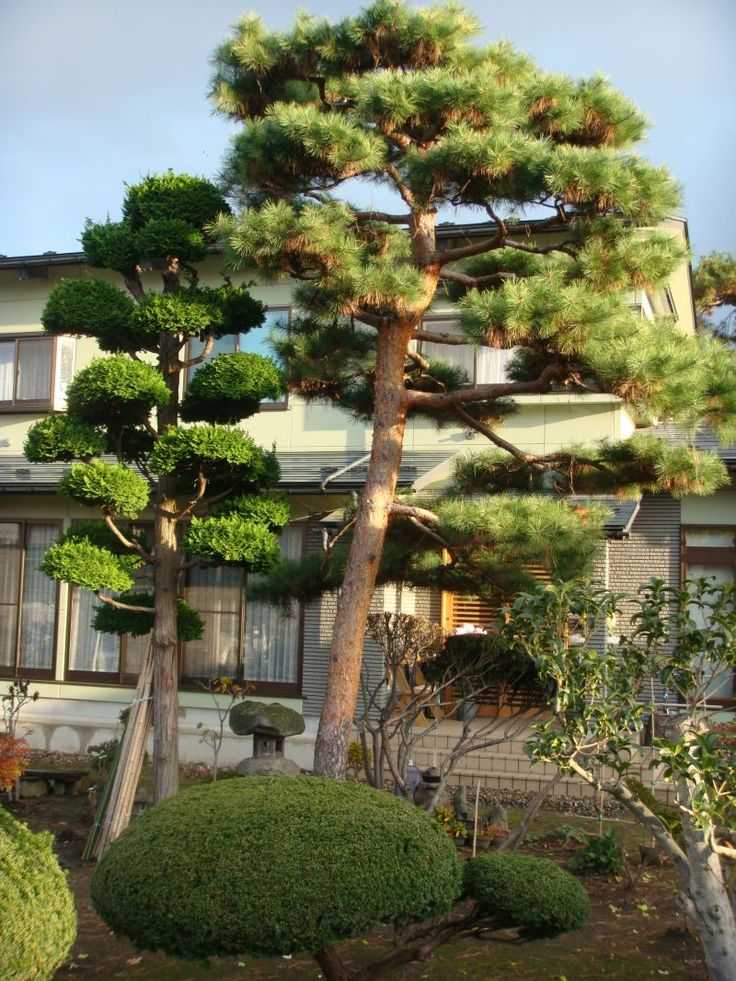 Садовый бонсай: японские мотивы в среднерусском саду
