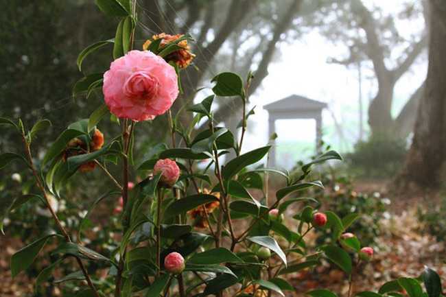 Садовая камелия: посадка, выращивание цветов и уход за отдельными сортами