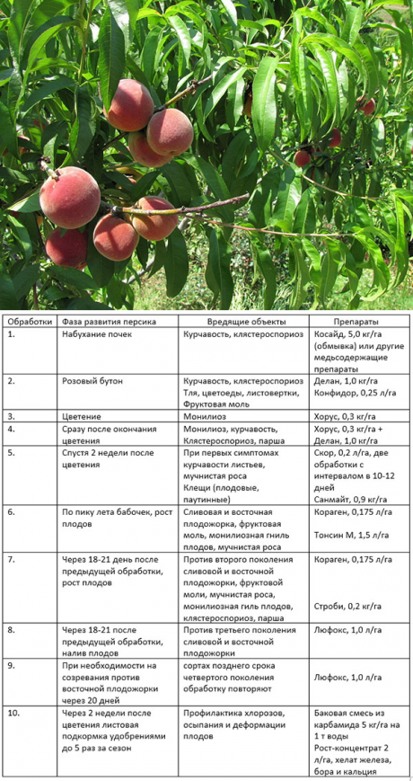 Чем подкормить яблони весной, особенности весенних подкормок