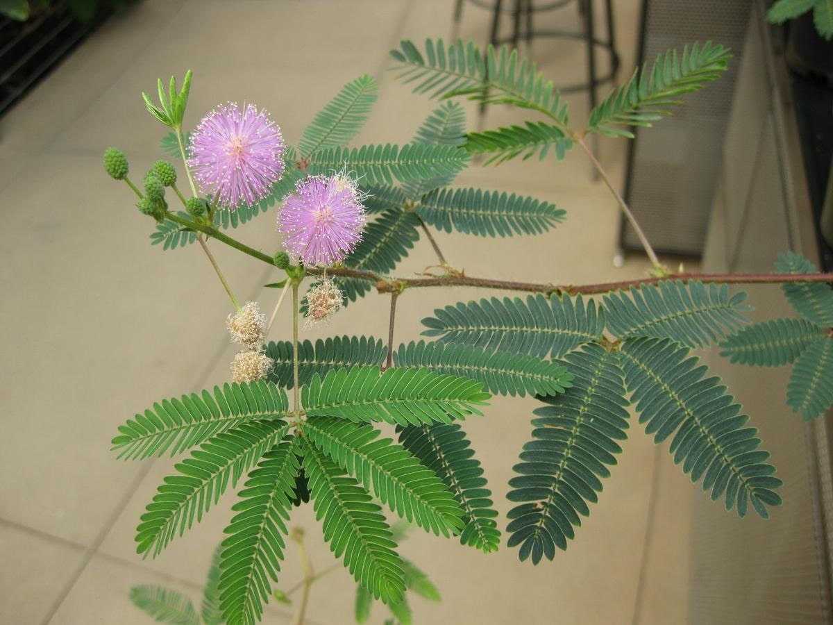 Цветок мимоза стыдливая – в чем секрет растения и как вырастить его на своём окне