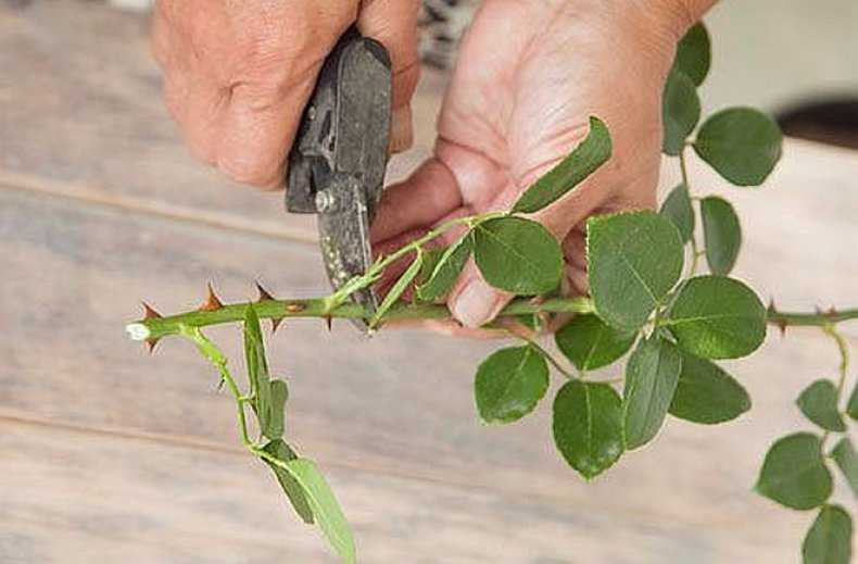 Как самостоятельно размножить розу черенками: совет от ирины поповой, опытного садовода-практика